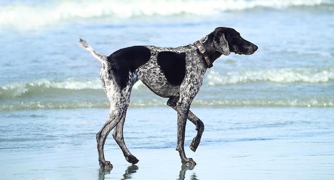 Pets on Parade - My Vintage Picks Of The Week