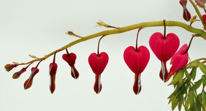 Image by Frauke Riether from Pixabay