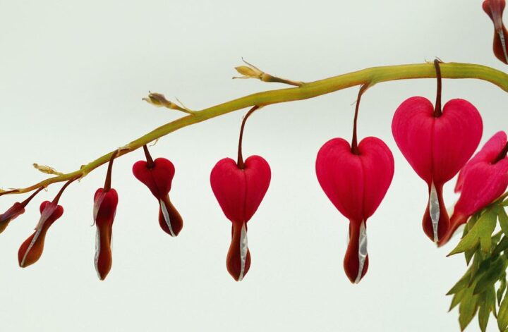 Image by Frauke Riether from Pixabay