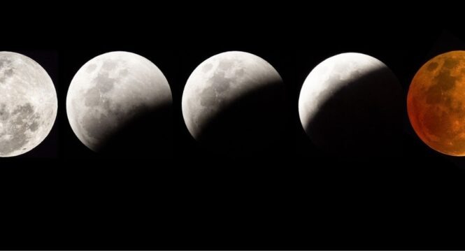 Image by Jean van der Meulen from Pixabay