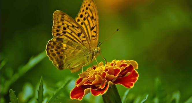 Image by Desha on Pixabay
