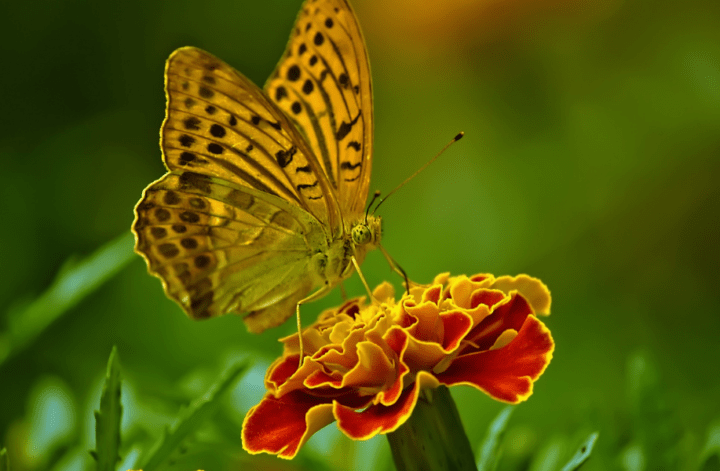 Image by Desha on Pixabay